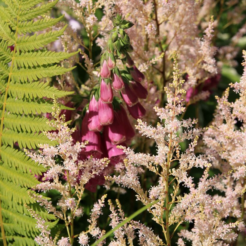 Digitalis purpurea Monstrosa - Foxglove (Plant habit)