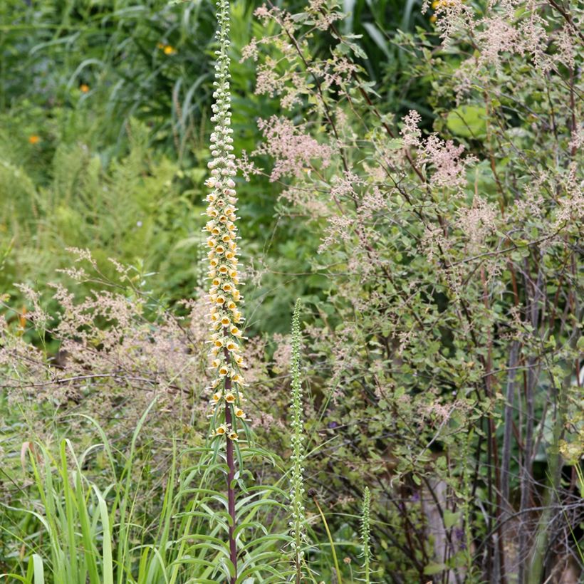 Digitalis ferruginea Gigantea - Foxglove (Plant habit)