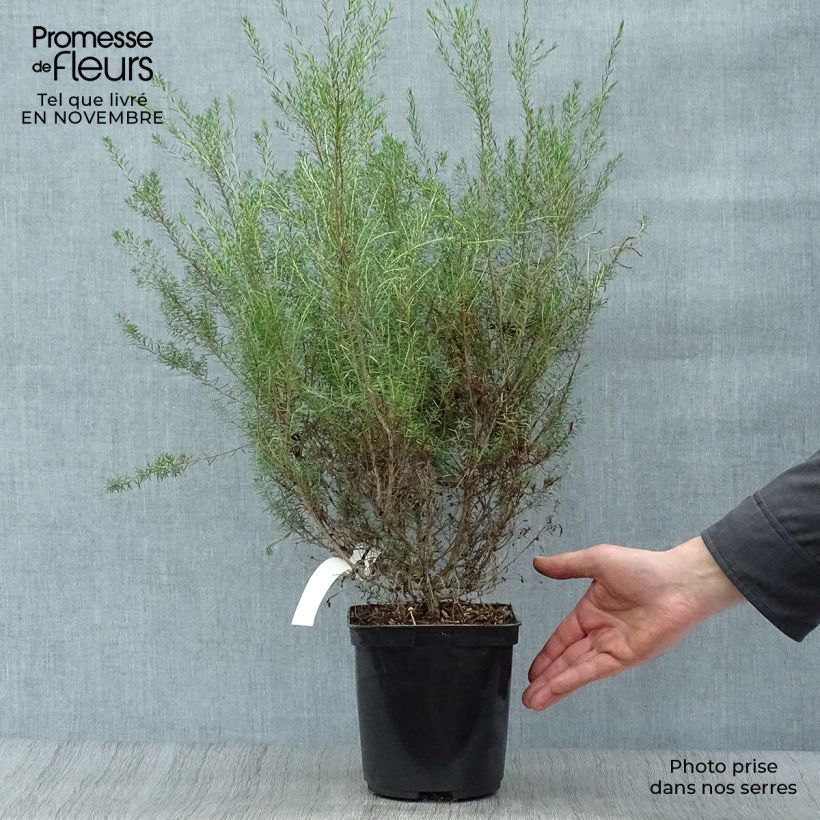 Diosma hirsuta Pink Fountain Pot de 2L/3L sample as delivered in autumn