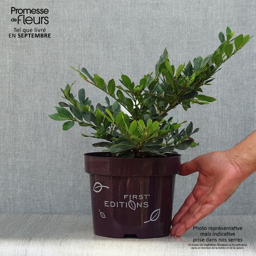 Distylium Coppertone en pot de 2L/3L sample as delivered in autumn