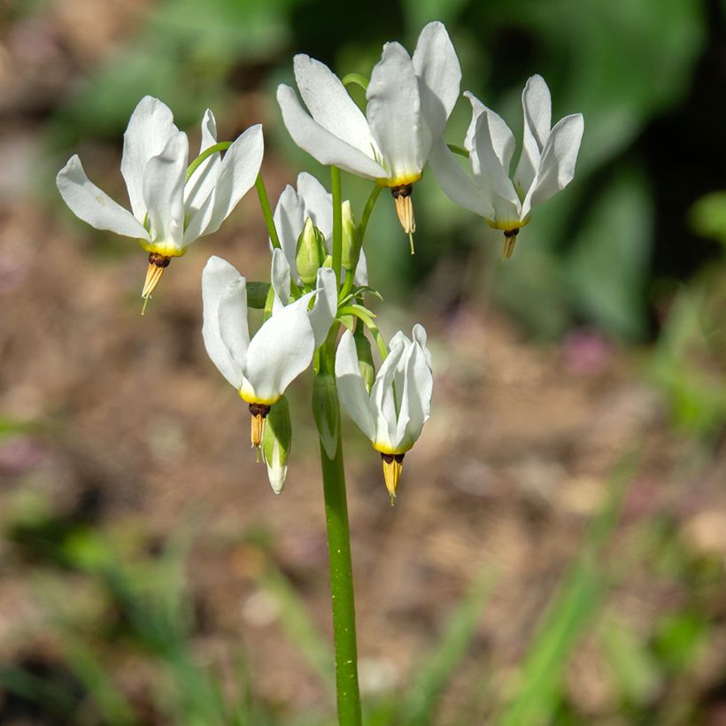 Dodecatheon meadia Album (Flowering)