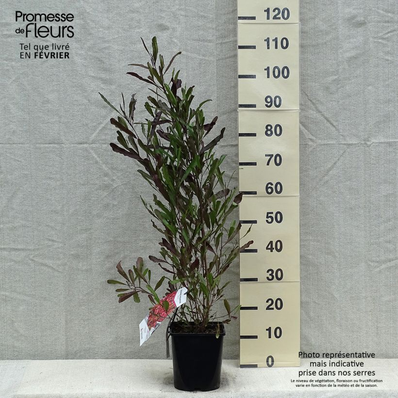 Dodonaea viscosa Purpurea - Dodonée visqueuse Pot de 3L/4L sample as delivered in winter