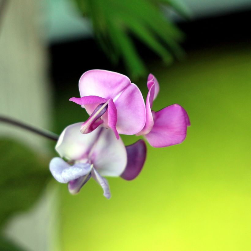 Dolichos lablab Seeds - Hyacinth Beans (Flowering)