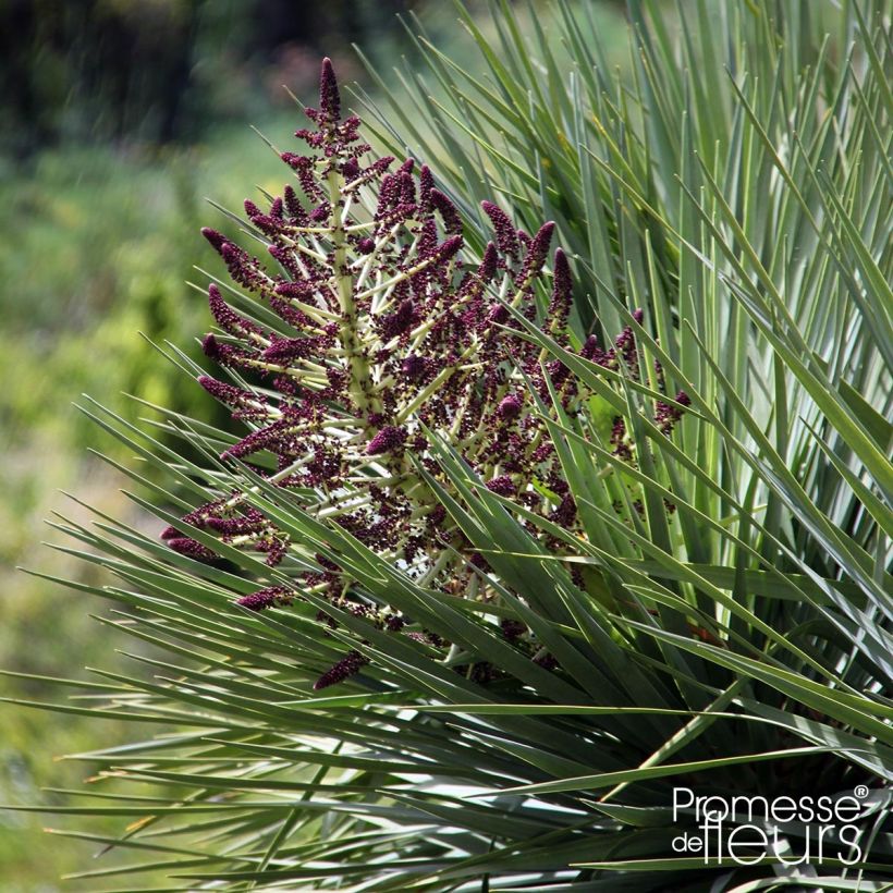 Dracaena draco - Dragon Tree (Flowering)