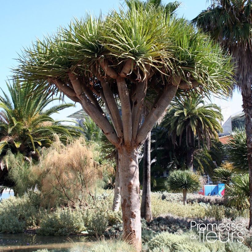 Dracaena draco - Dragon Tree (Plant habit)