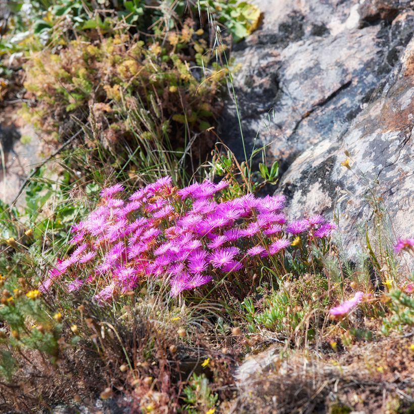 Drosanthemum candens (Plant habit)