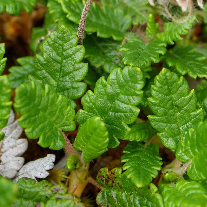 Dryas drummondii Grandiflora (Foliage)