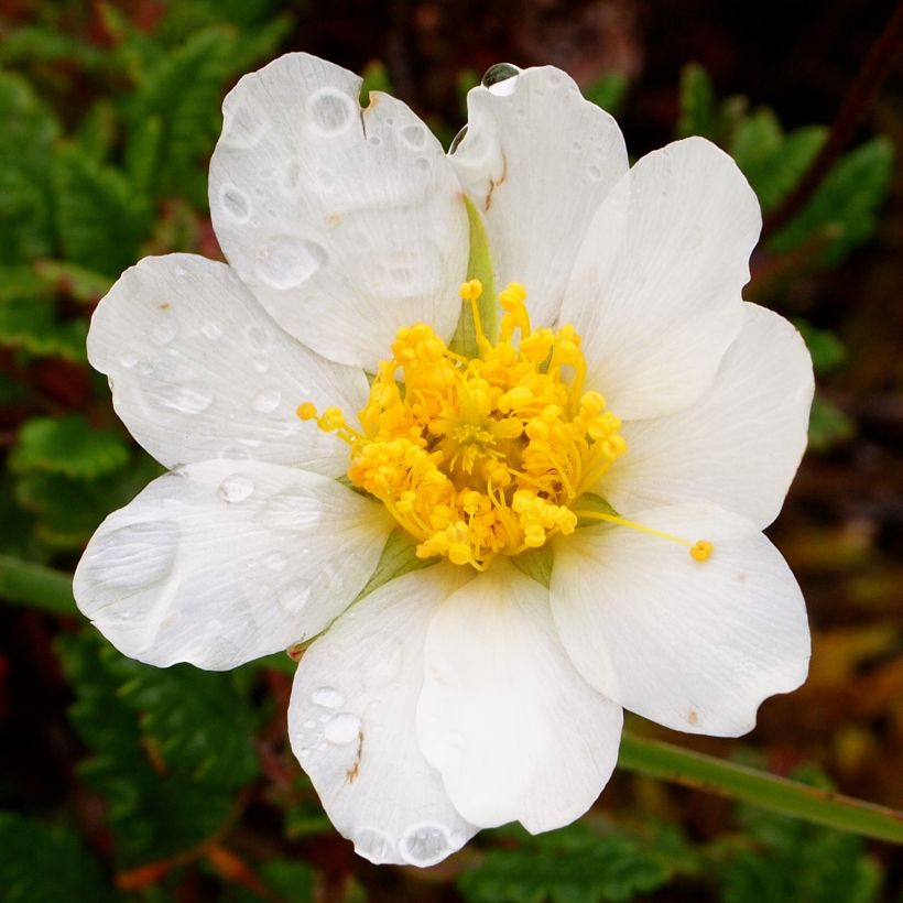 Dryas drummondii Grandiflora (Flowering)