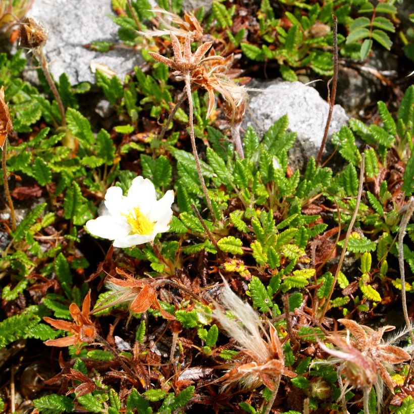 Dryas drummondii Grandiflora (Plant habit)