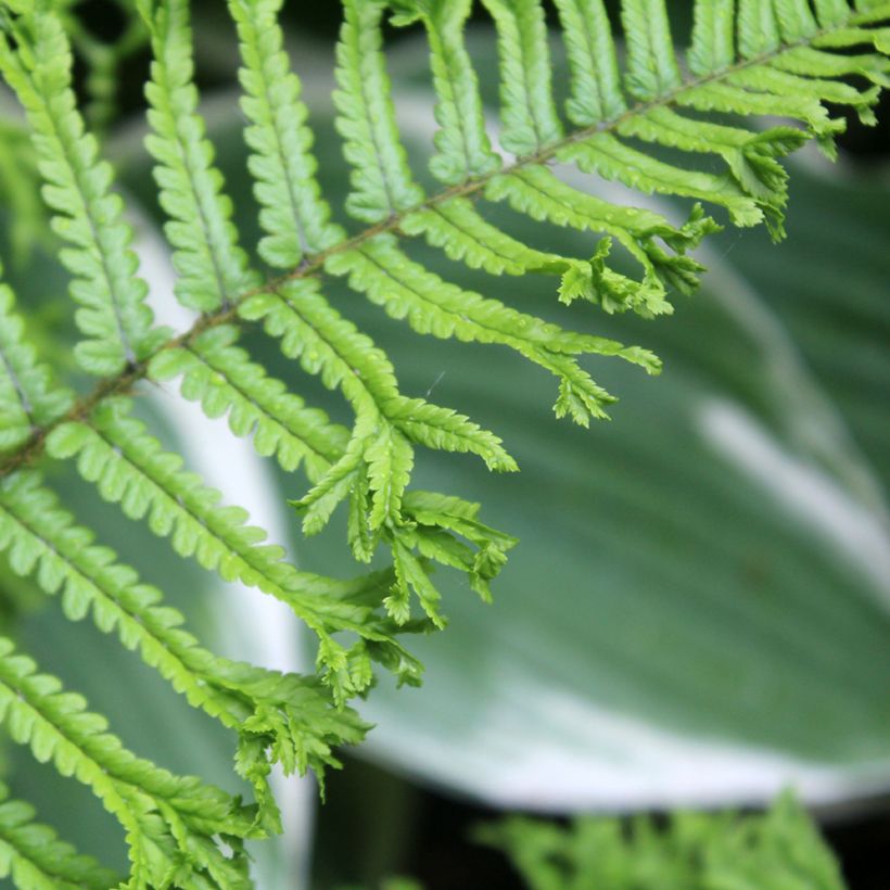 Dryopteris affinis Cristata - Scaly Male Fern (Foliage)