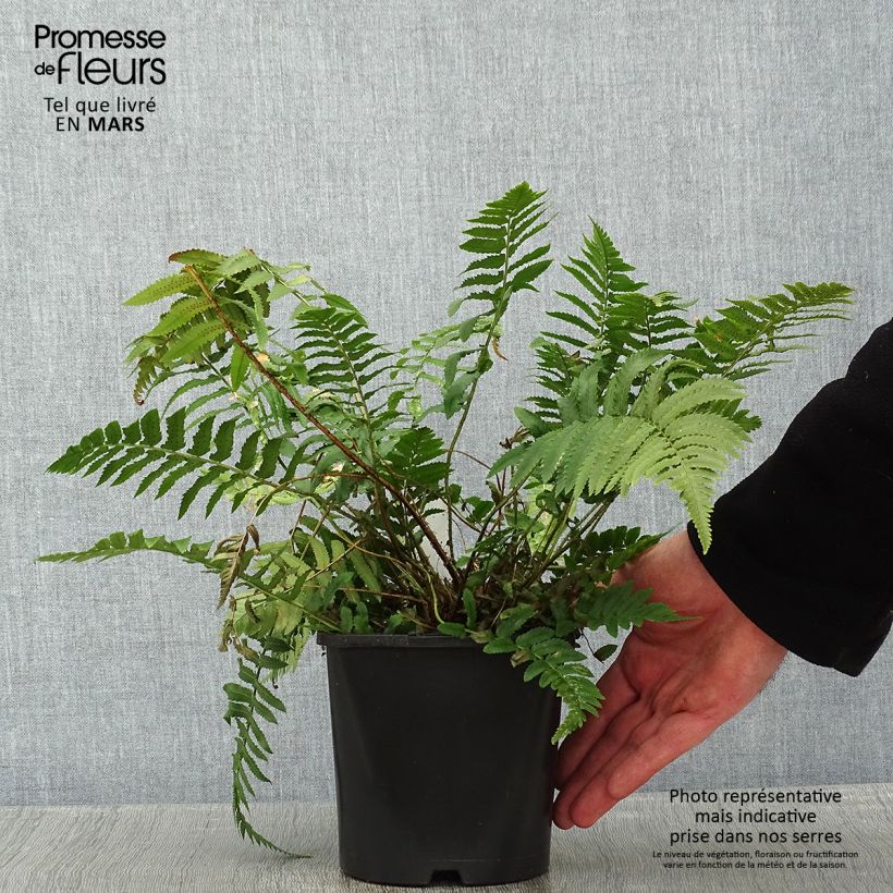 Dryopteris atrata ou cycadina - Fougère Pot de 2L/3L sample as delivered in winter