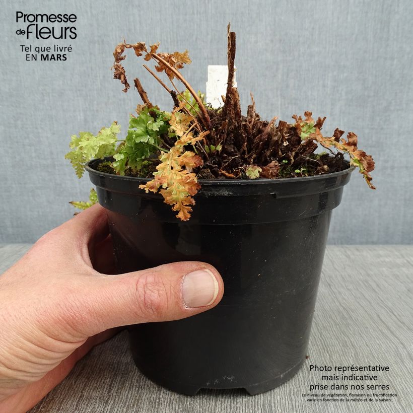 Dryopteris dilatata Crispa Whiteside - Fougère Pot de 2L/3L sample as delivered in winter