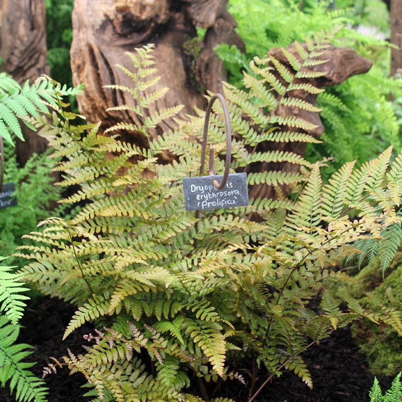 Dryopteris erythrosora Prolifica - Copper Fern (Plant habit)