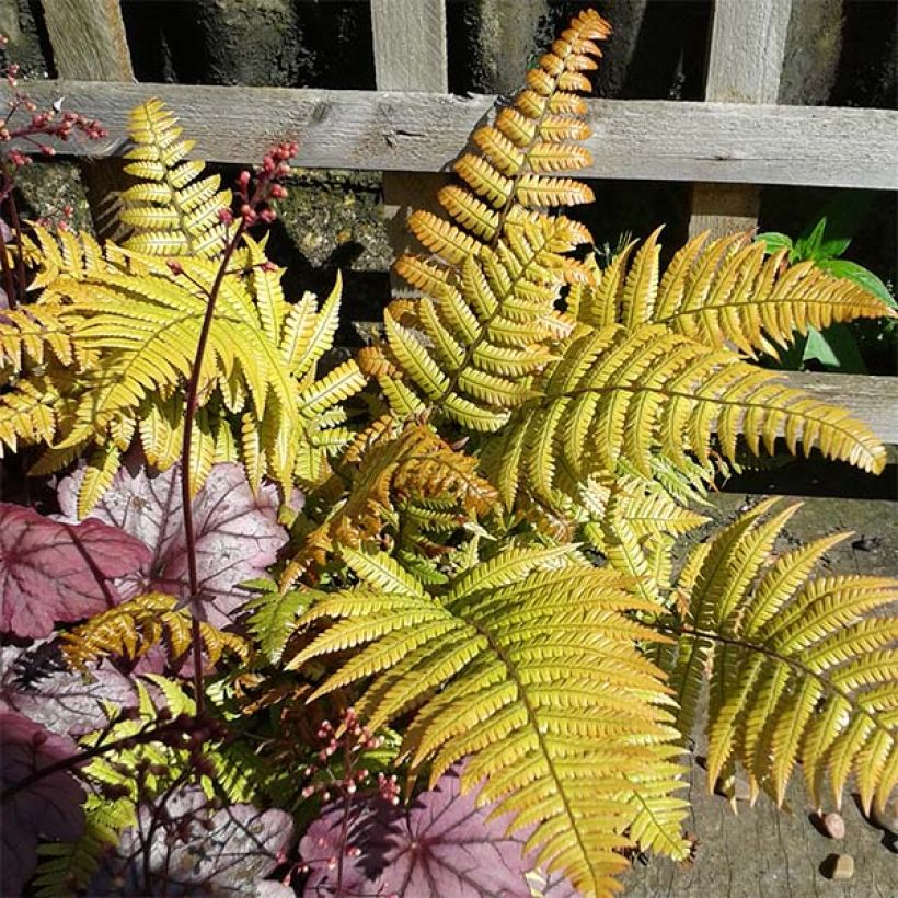 Dryopteris lepidopoda - Sunset Fern (Foliage)