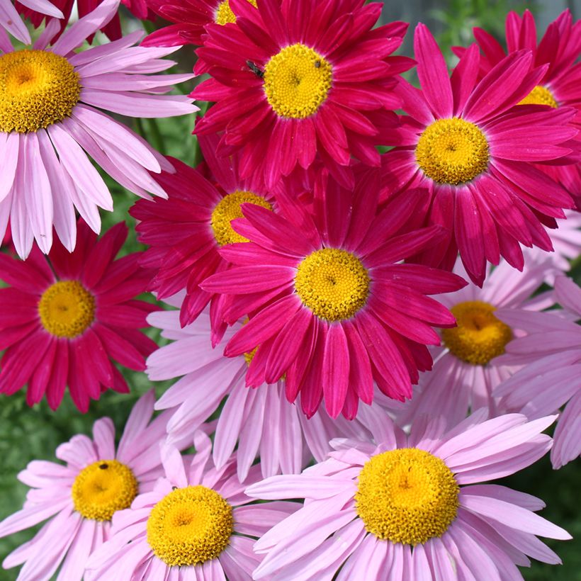 Value Pyrethrum Duo (Flowering)