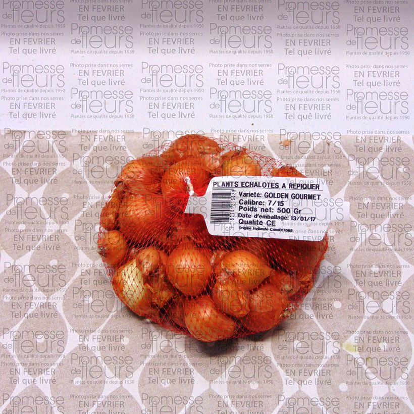 Example of Echalote Golden Gourmet - Sac de 500gr specimen as delivered