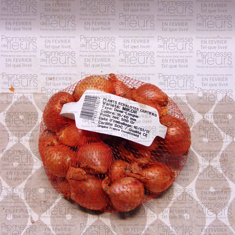 Example of Echalote Mikor- Allium cepa - Sac de 500gr specimen as delivered