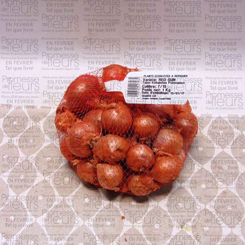 Example of Echalote Red Sun - Allium cepa - Sac de 1kg specimen as delivered