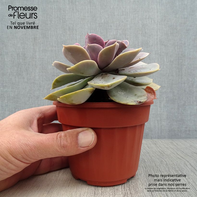 Echeveria Perle Von Nürnberg Pot de 13 cm sample as delivered in autumn