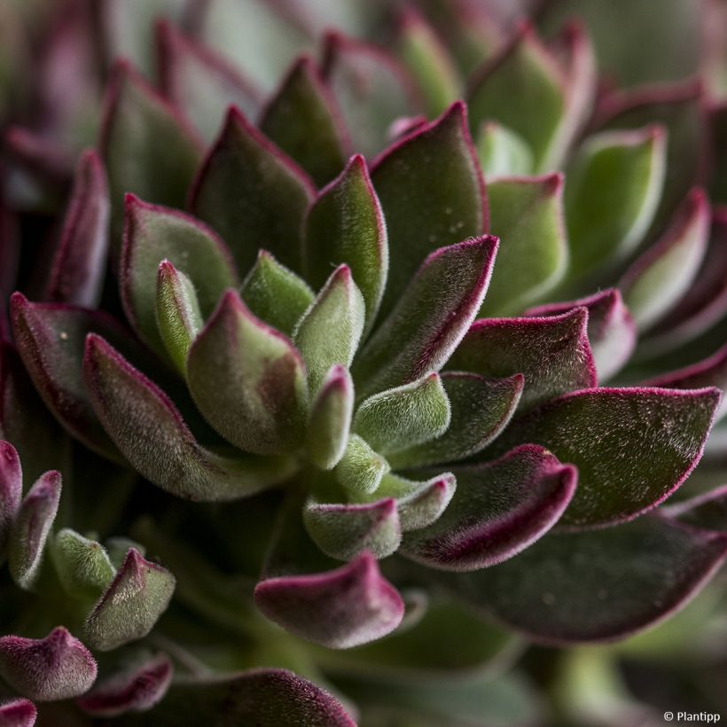 Echeveria Devotion (Foliage)