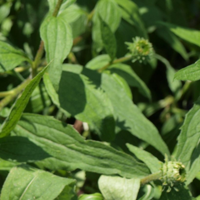 Echinacea Arts Pride - Purple Coneflower (Foliage)