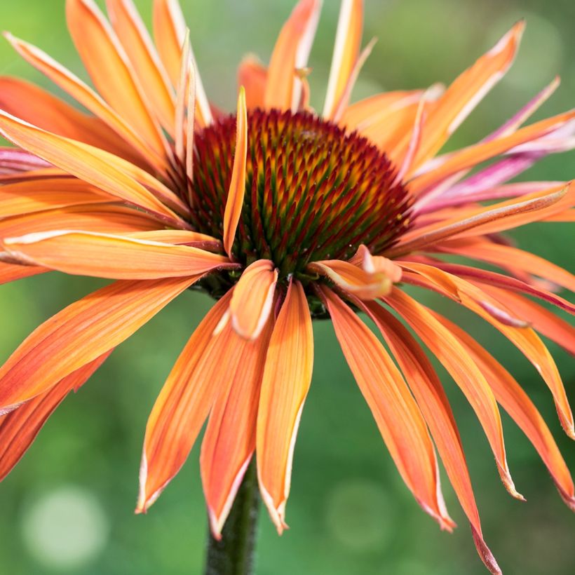 Echinacea Arts Pride - Purple Coneflower (Flowering)