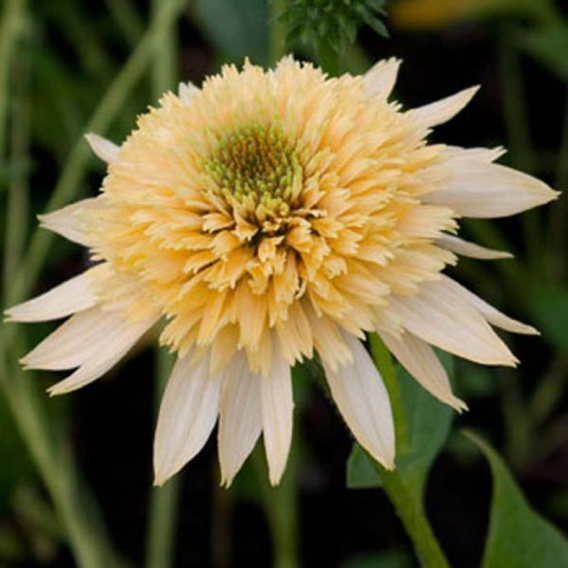 Echinacea purpurea Coupe Soleil - Purple Coneflower (Flowering)