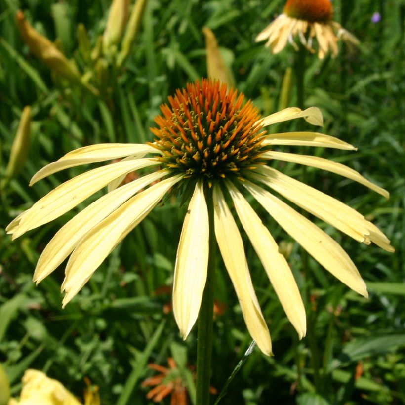 Echinacea purpurea Mango Meadowbrite - Purple Coneflower (Flowering)