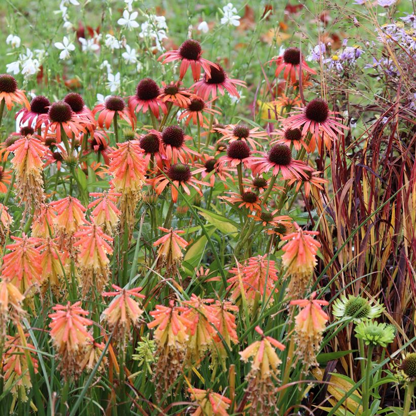 Echinacea Orange Skipper - Purple Coneflower (Plant habit)