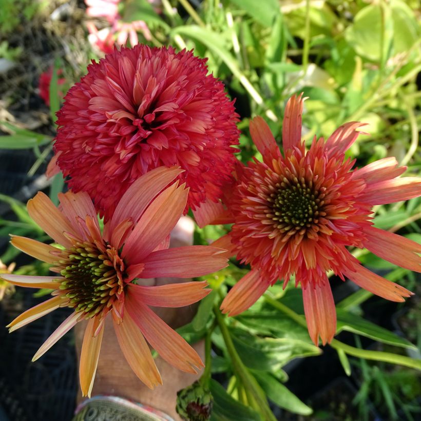 Echinacea purpurea Secret Passion - Purple Coneflower (Flowering)