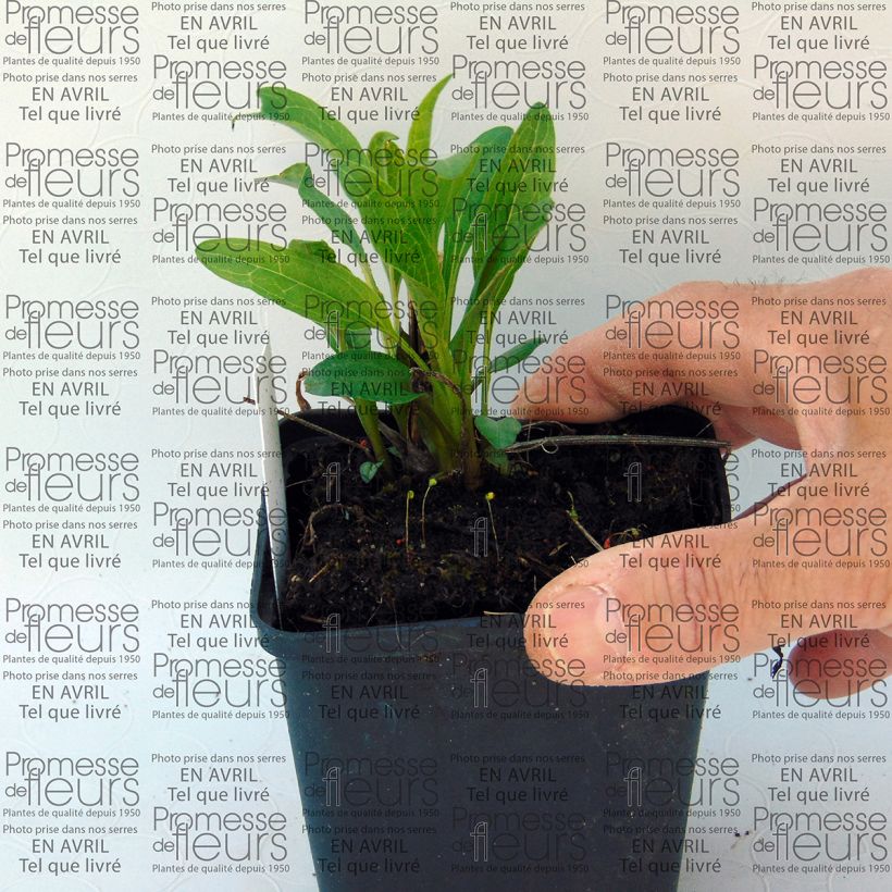 Example of Echinacea Secret Passion - Echinacée Godet de 9cm specimen as delivered