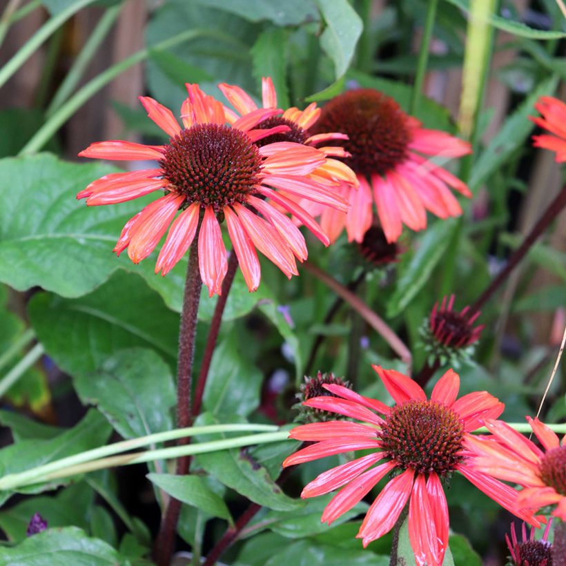 Echinacea SunSeekers Orange - Purple Coneflower (Flowering)