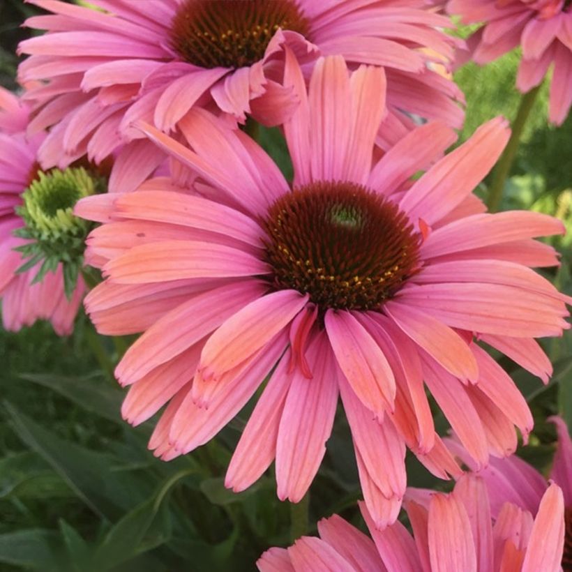 Echinacea purpurea SunSeekers Rainbow - Purple coneflower (Flowering)