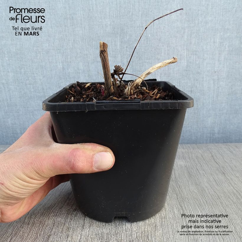 Echinacea purpurea Green Twister - Pot de 1.5L/2L sample as delivered in winter