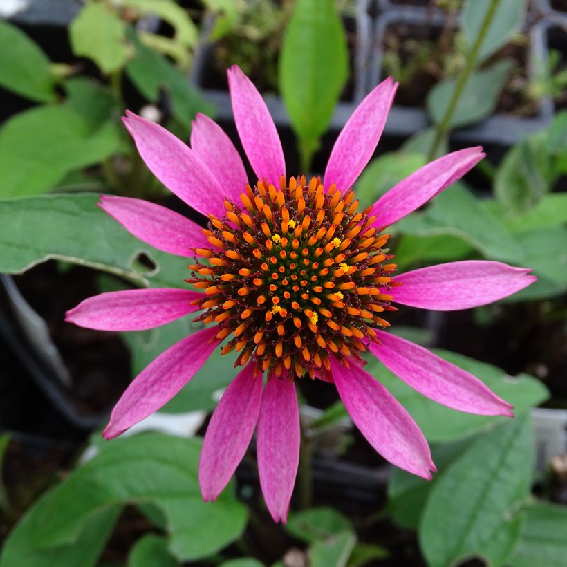 Echinacea purpurea Pica Bella - Purple Coneflower (Flowering)