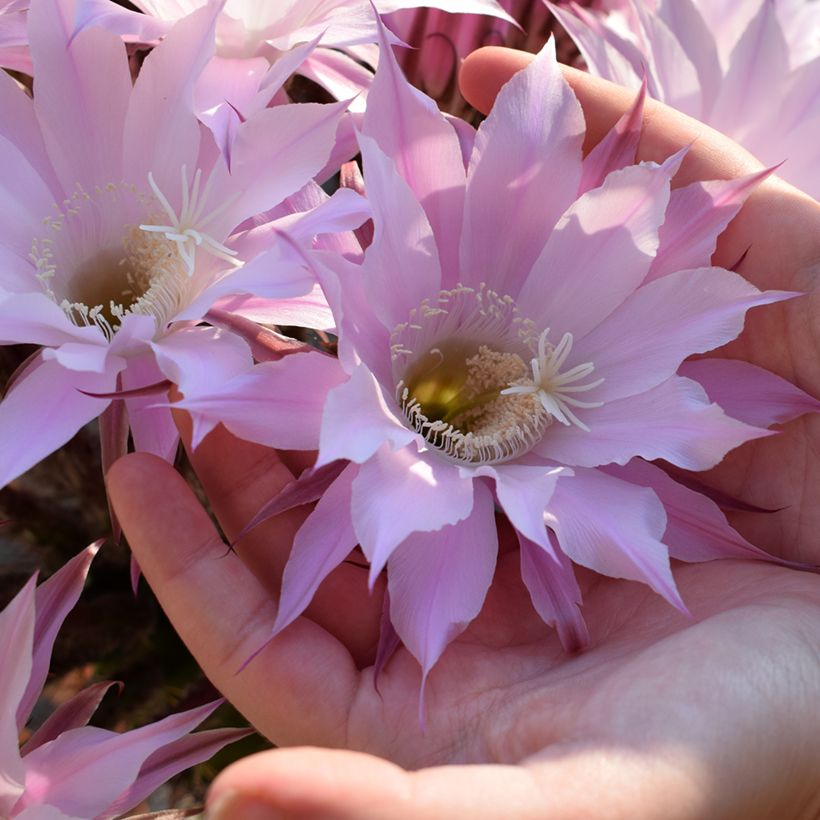 Echinopsis multiplex - Easter lily cactus (Flowering)