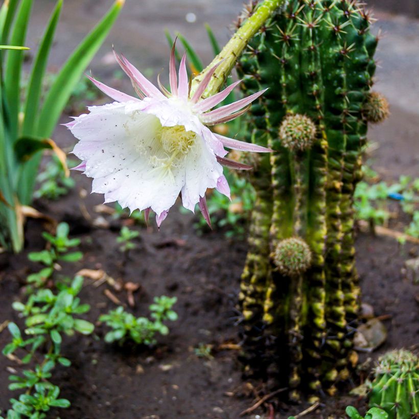 Echinopsis multiplex - Easter lily cactus (Plant habit)