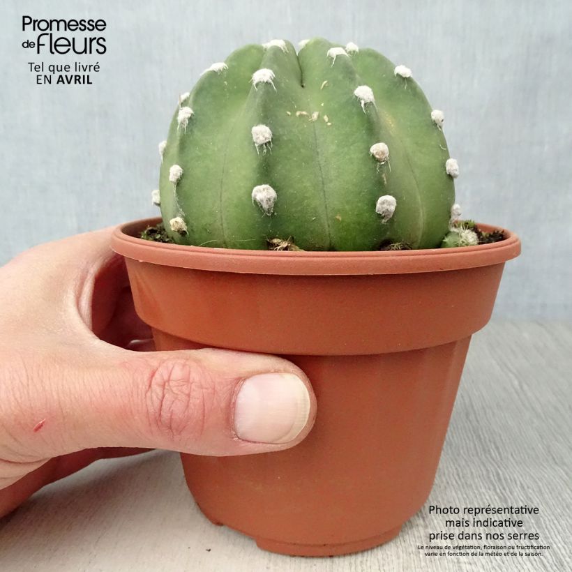 Echinopsis subdenudata Pot de 13 cm sample as delivered in winter