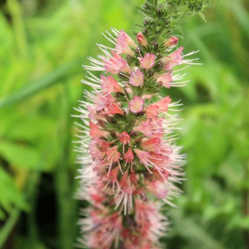 Echium amoenum Red Feathers (Flowering)