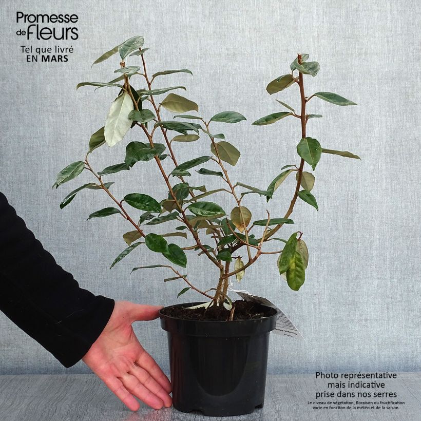 Elaeagnus ebbingei - Chalef de Ebbing 60/80cm en pot de 4/5L sample as delivered in winter