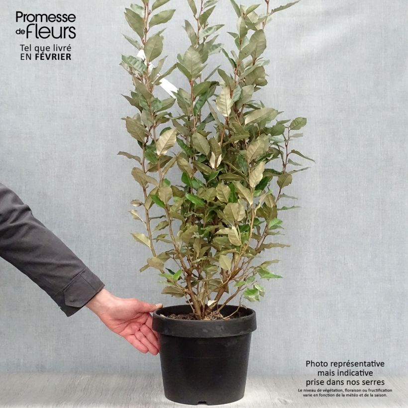 Elaeagnus ebbingei - Chalef de Ebbing en pot de 7.5L 80/100cm sample as delivered in winter