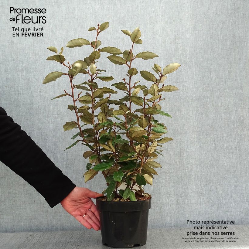 Elaeagnus ebbingei Compacta - Chalef en pot de 2/3L sample as delivered in winter