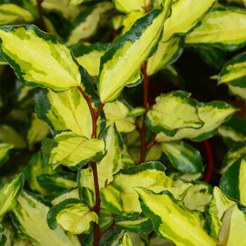 Elaeagnus ebbingei Maryline - Oleaster (Flowering)