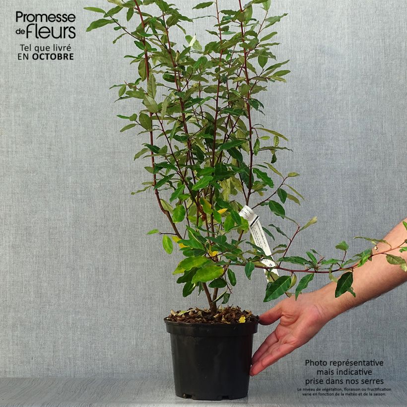 Elaeagnus multiflora - Goumi du Japon Pot de 2L/3L sample as delivered in autumn