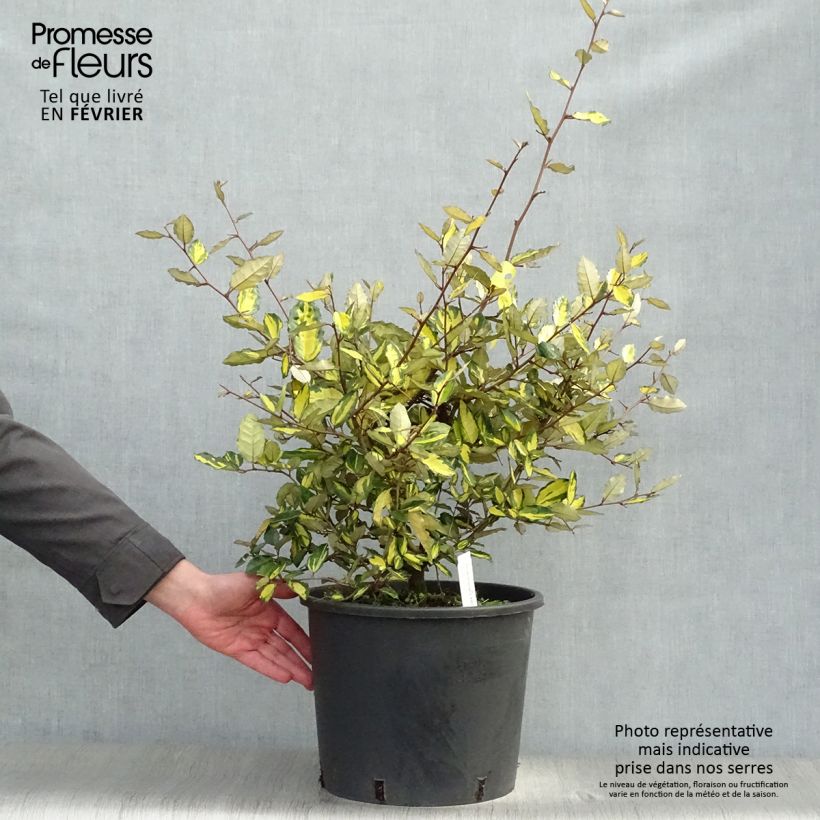 Elaeagnus pungens Maculata 80/100cm en pot de 12L - Chalef panaché sample as delivered in winter