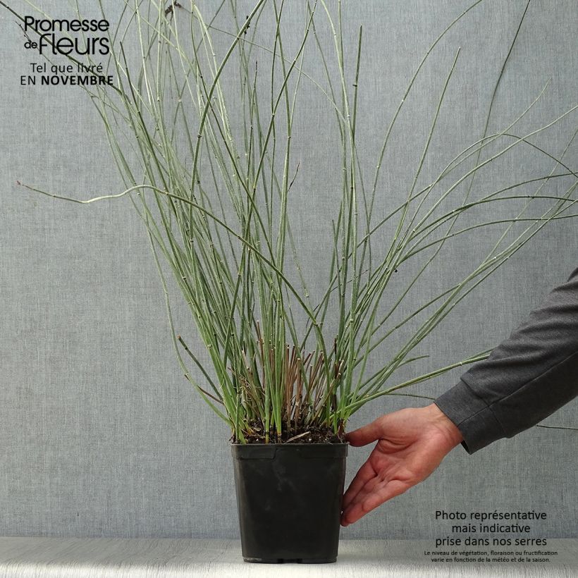 Elegia elephantina - Restio Pot de 2L/3L sample as delivered in autumn