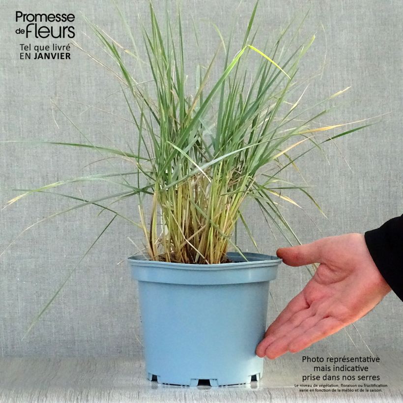 Elymus magellanicus - Agropyron en pot de 2/3L sample as delivered in winter