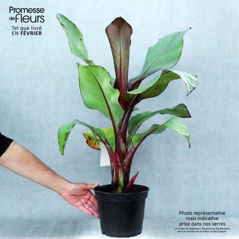 Ensete ventricosum Maurelii - Bananier rouge d'Abyssinie en pot de 4l/5l sample as delivered in autumn