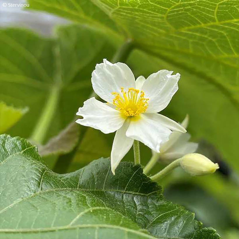 Entelea arborescens  - Whau (Flowering)