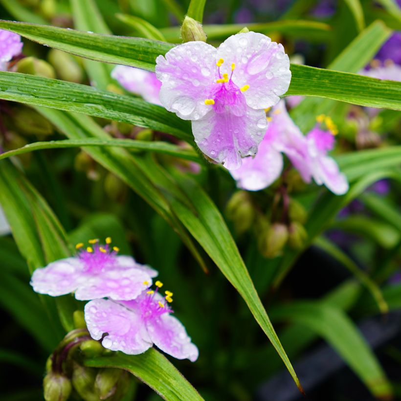 Tradescantia Pink Chablis - Spiderwort (Flowering)